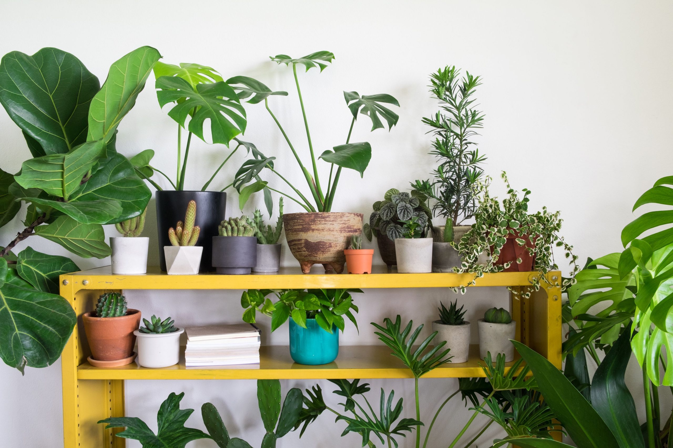 Are Indoor Plants Beneficial?