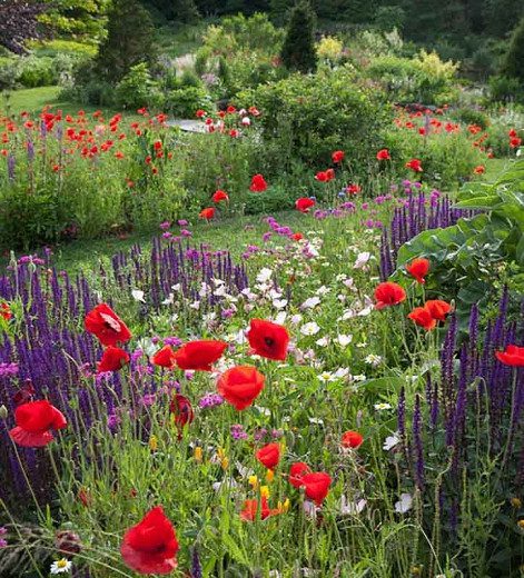 Combination of Planting That Is Laid-Back and Impressionistic