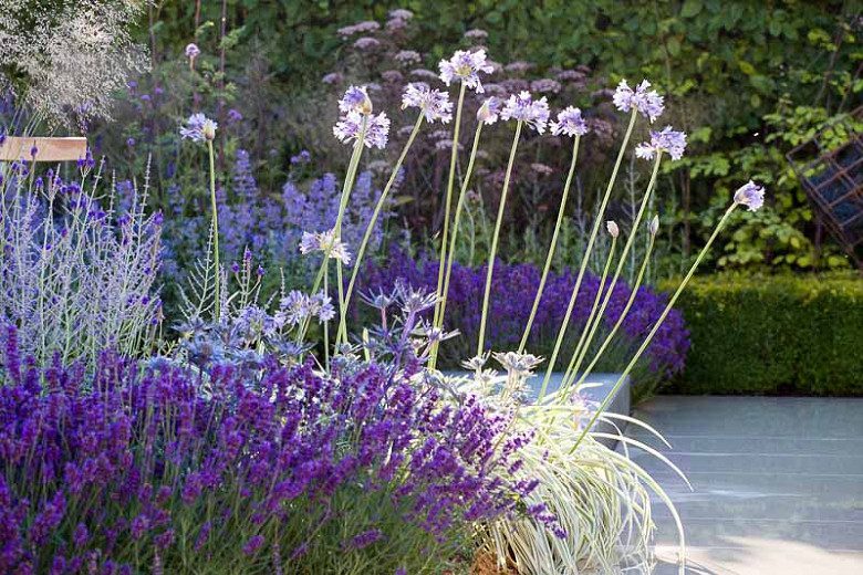 Stunning Examples of Lavender & Lily of the Nile