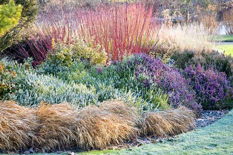 Dogwood, Heath, & Grasses the Best Garden Design in Germany in Winter